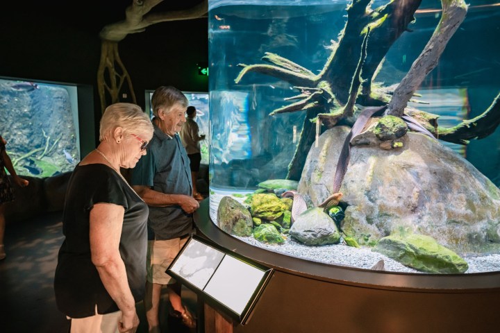 a person cutting food on a table