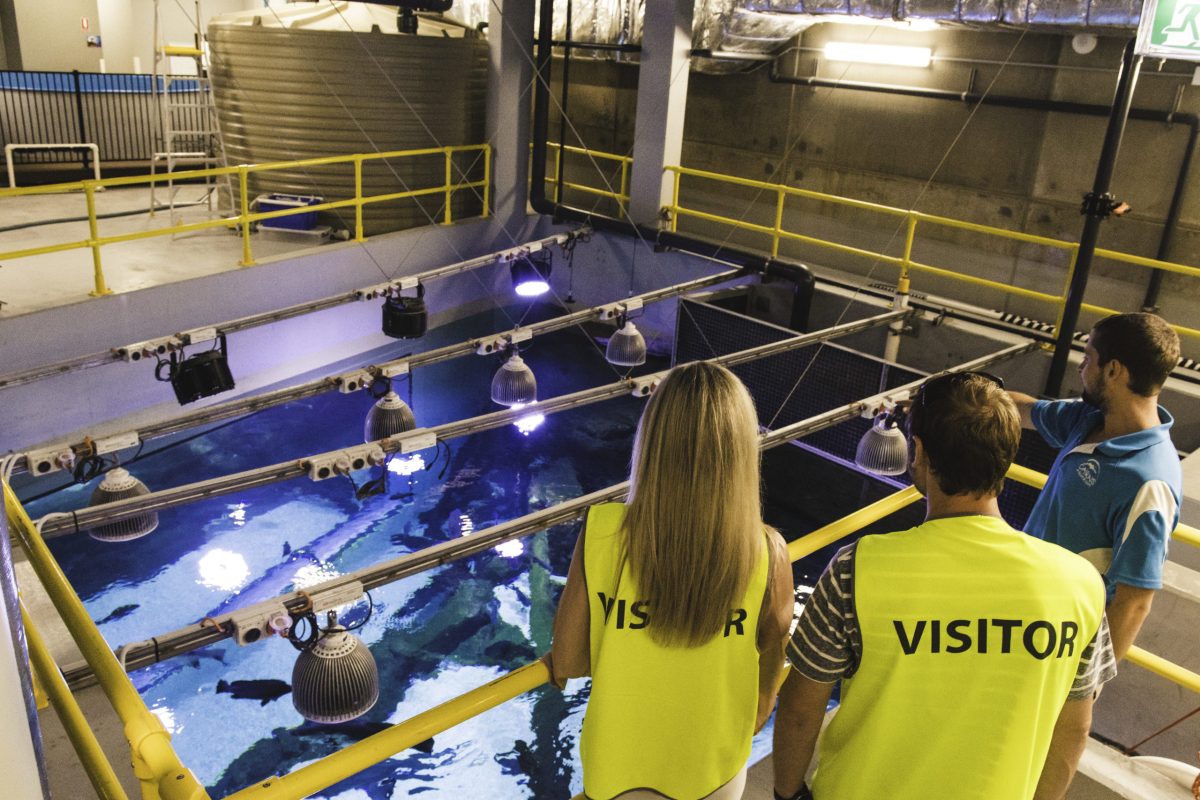 Cairns Aquarium – Behind the Scenes Cairns Aquarium – Behind the Scenes