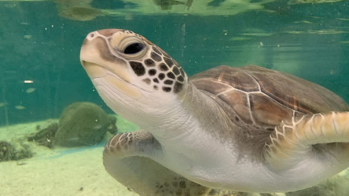 a turtle swimming under water