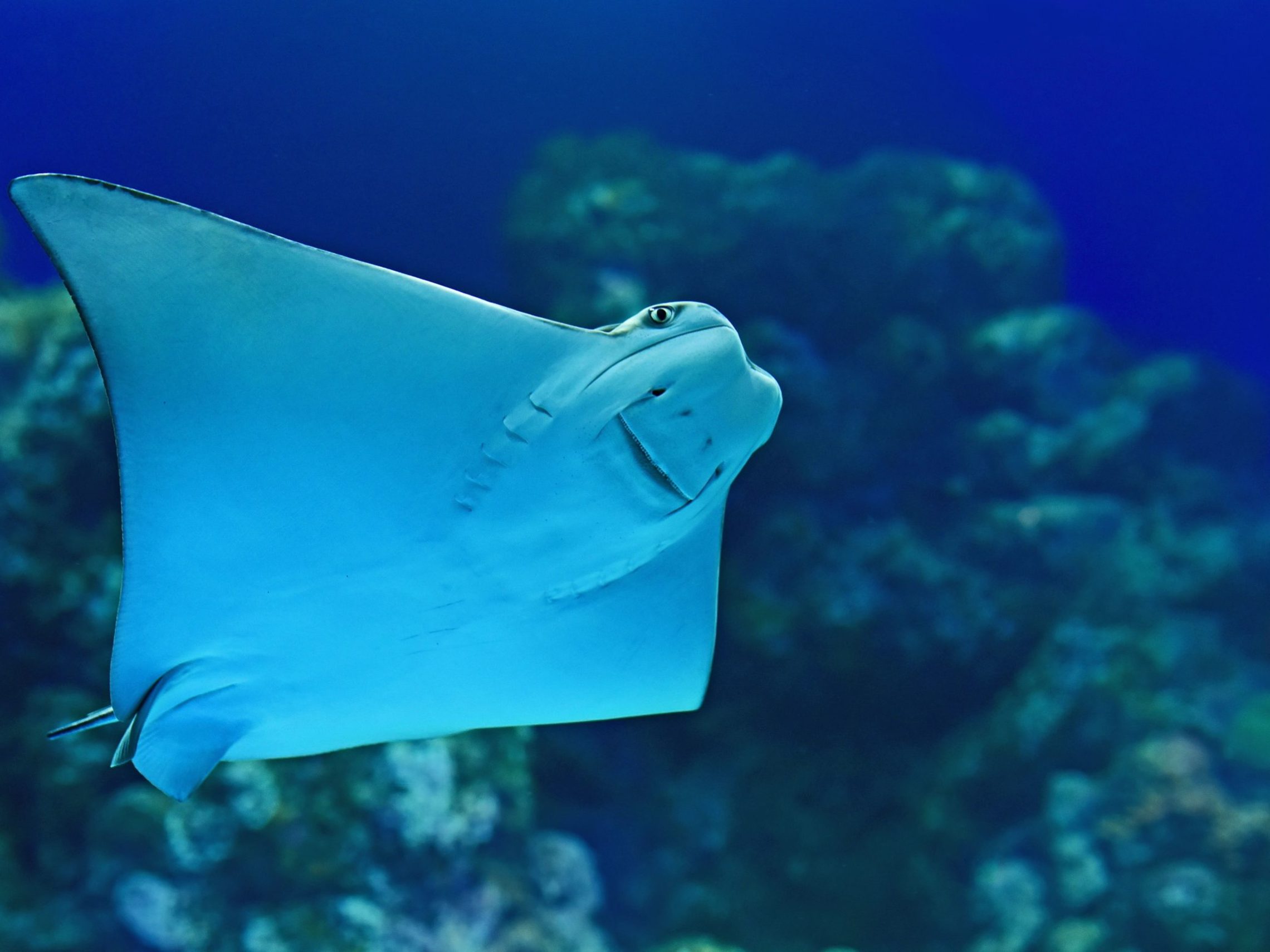 a fish swimming under water