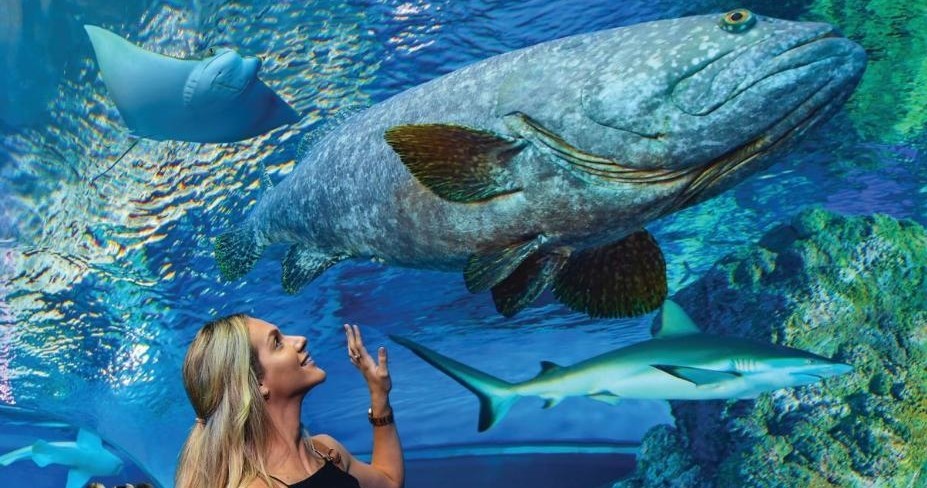 Cairns Aquarium in Cairns
