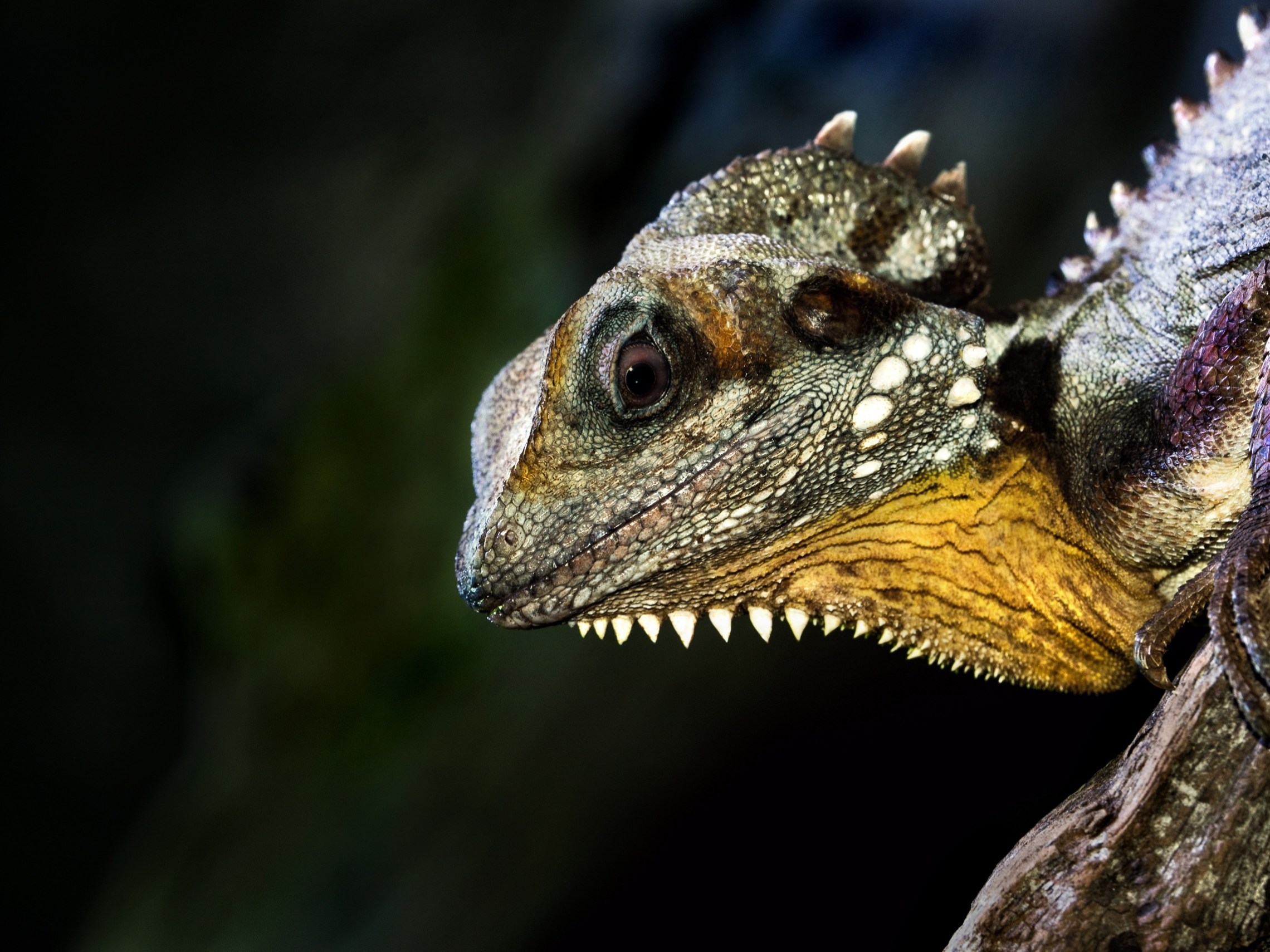 a close up of a lizard