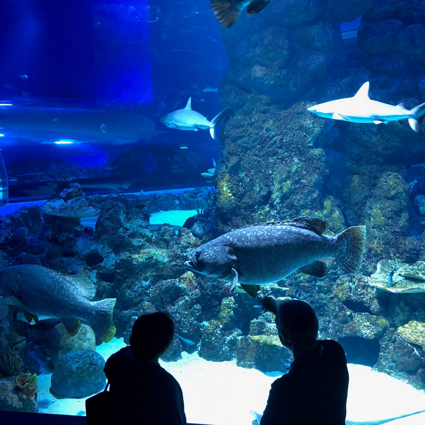 Cairns Aquarium