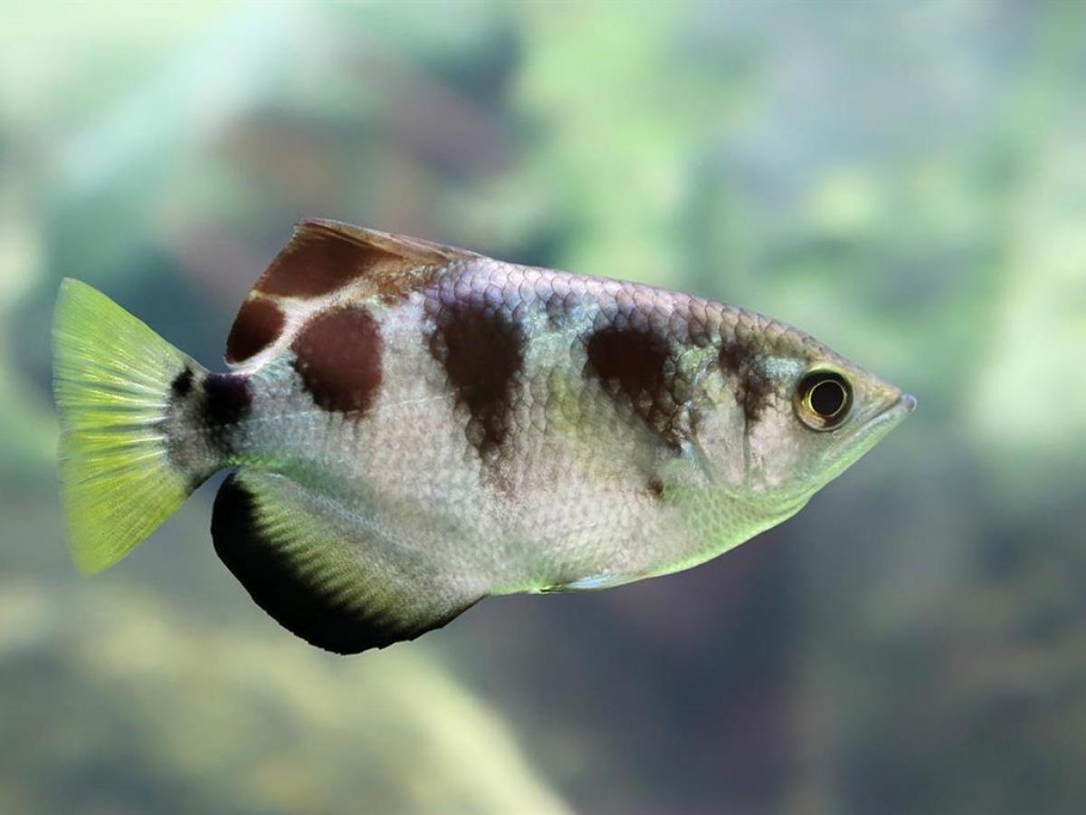 a close up of a fish