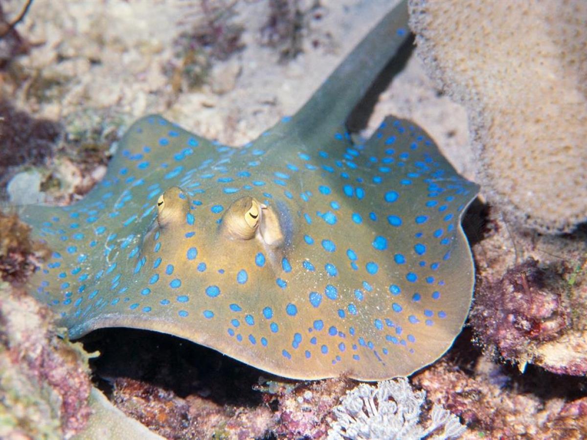 a close up of a fish