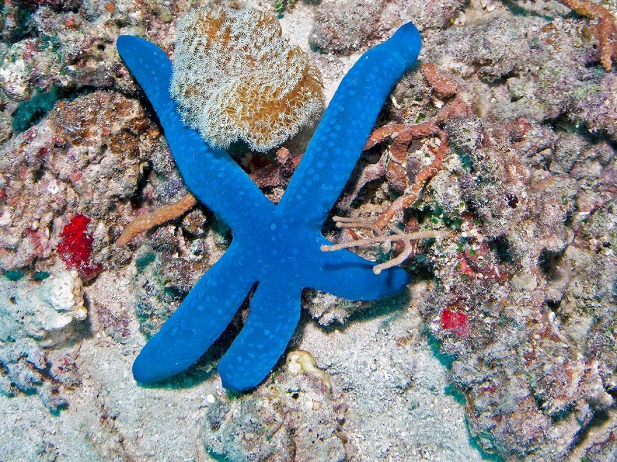 a starfish in our marine touch tank