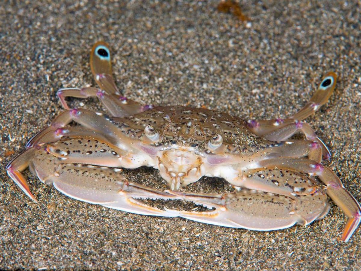 a close up of a toy lying on a beach