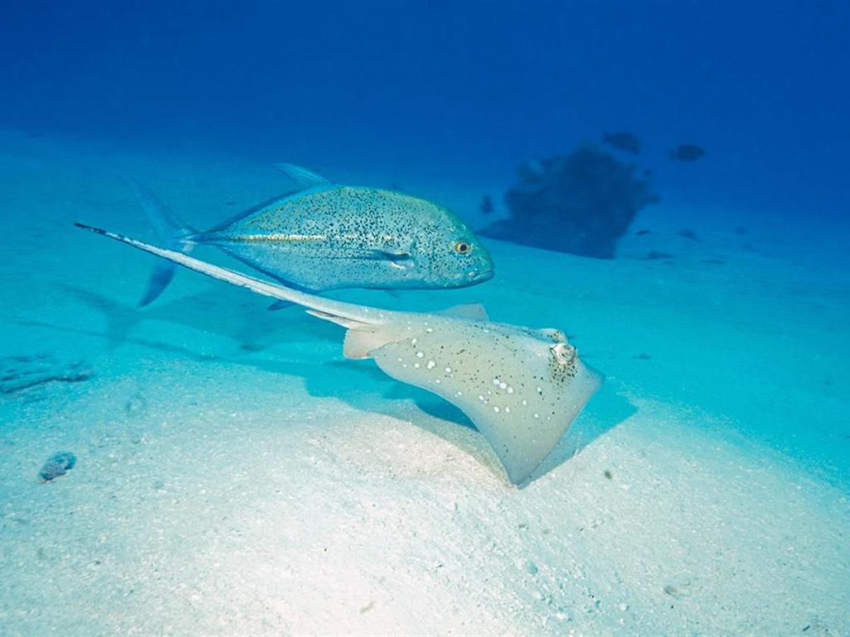 a fish swimming under water