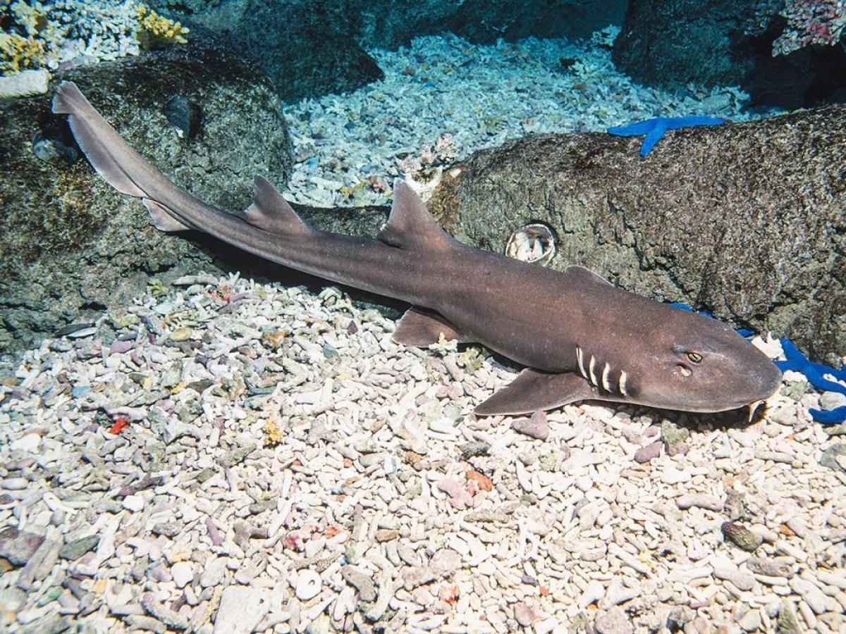 a fish swimming under water