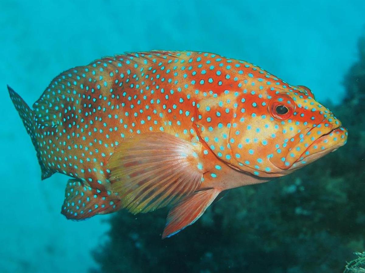 a fish swimming under water
