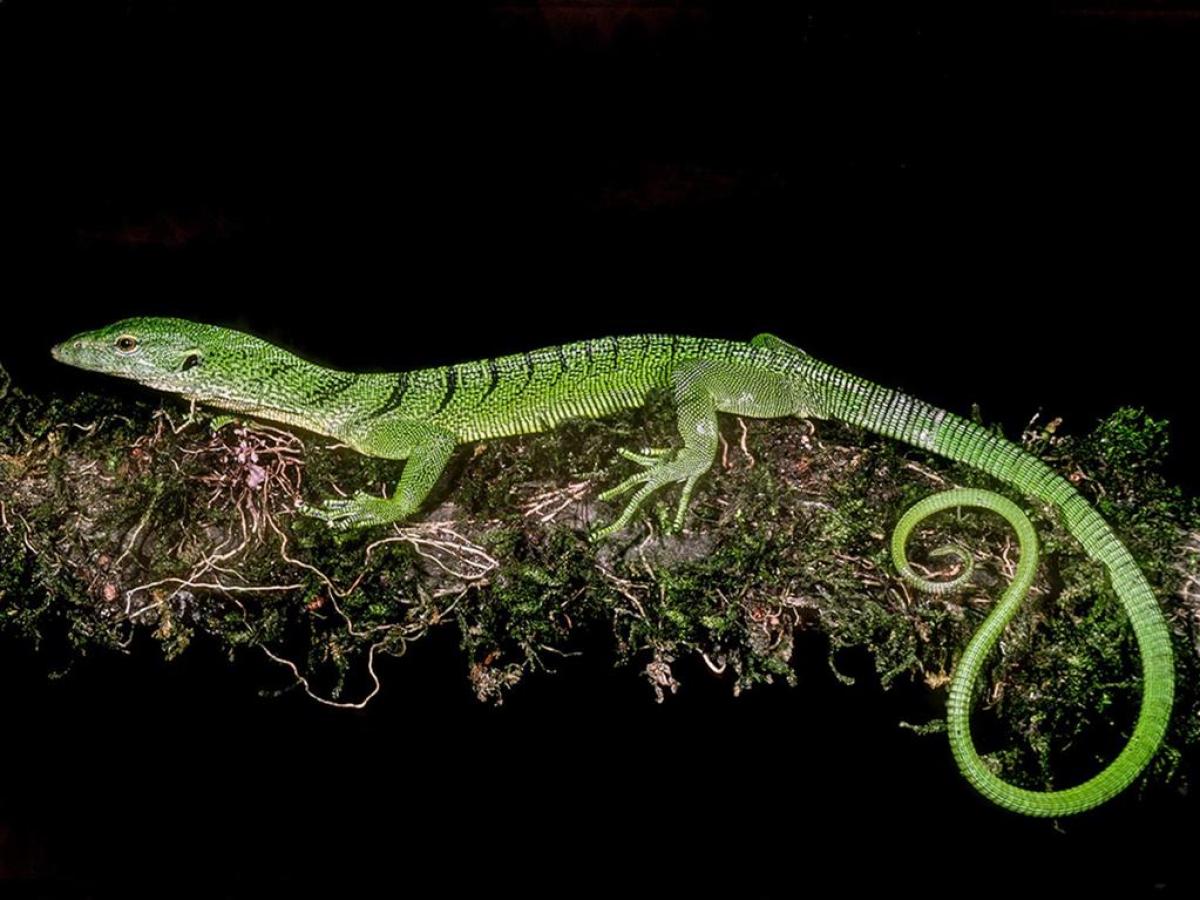 a close up of a lizard