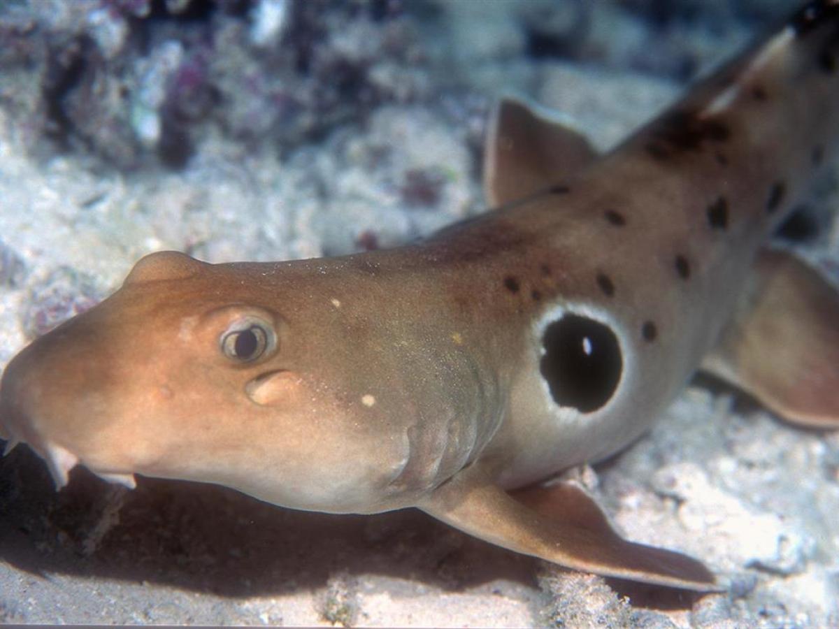 a close up of a fish