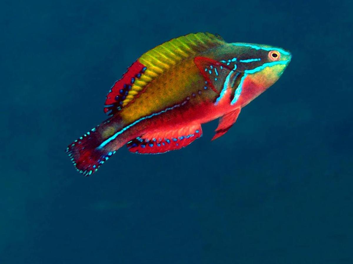 a fish swimming under water