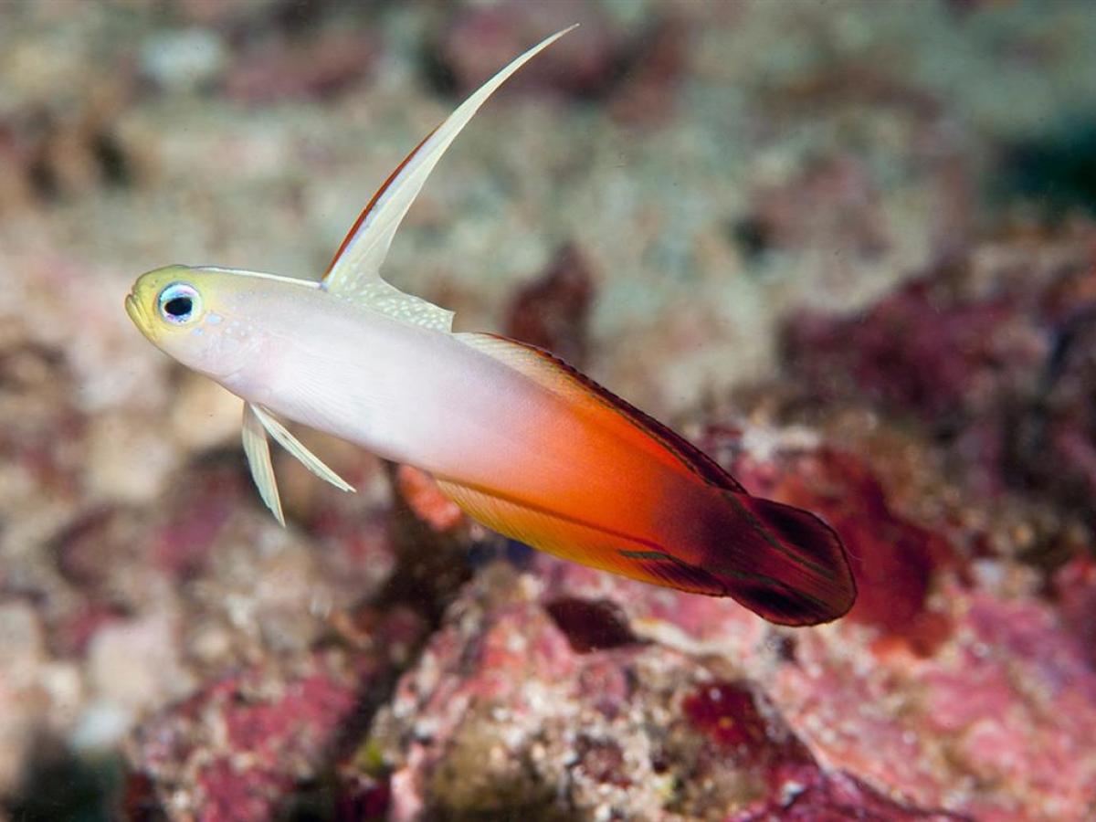 a close up of a fish