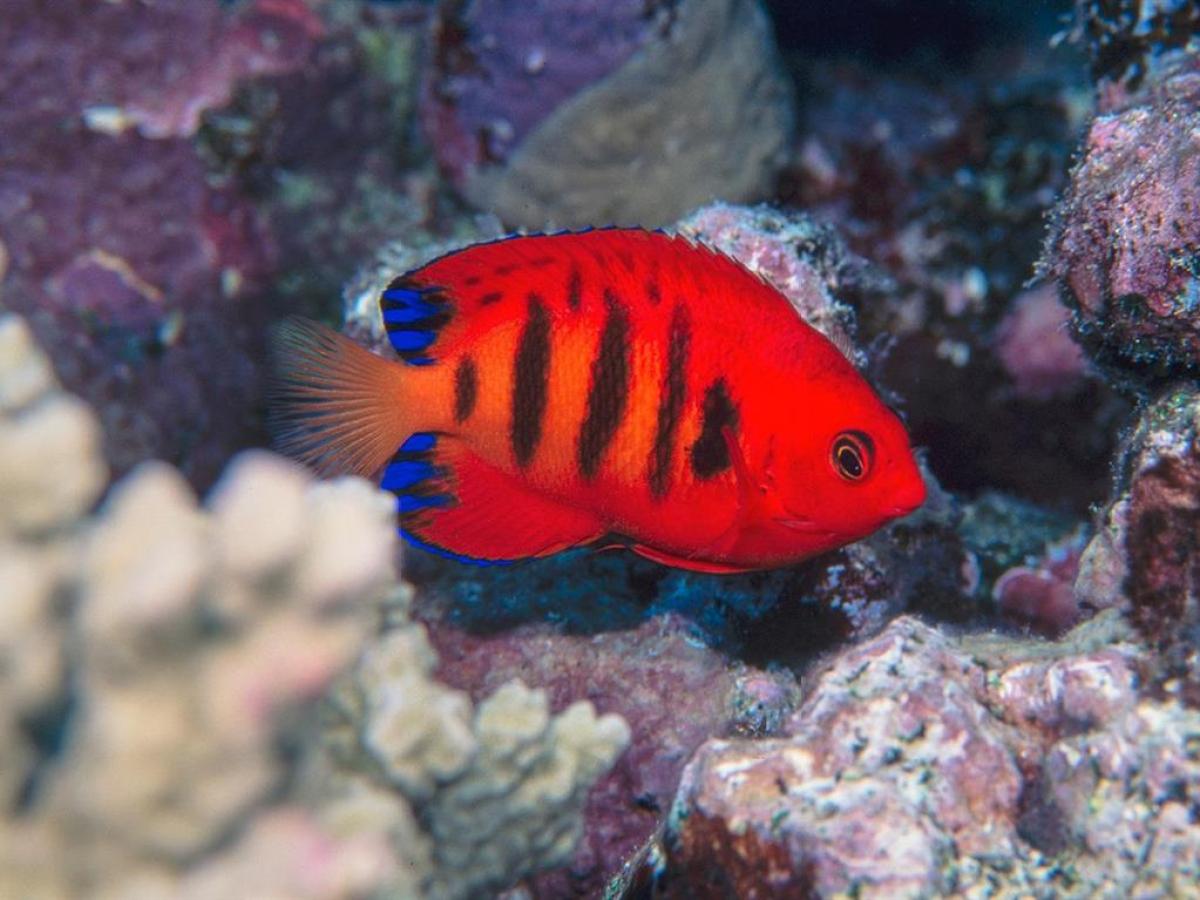 a fish swimming under water