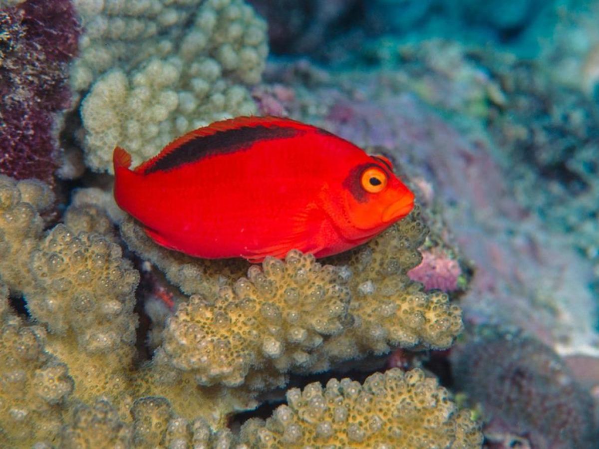 a close up of a colorful fish