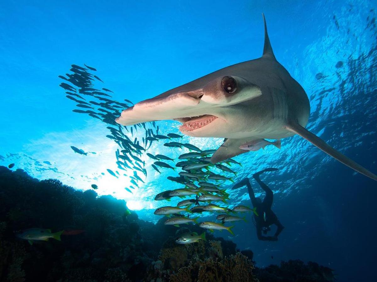 a fish swimming under water