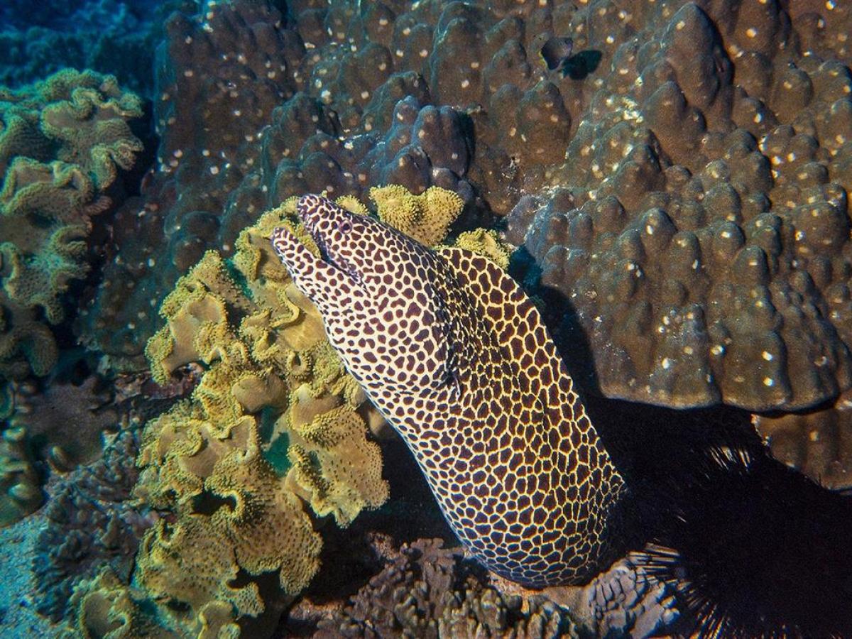 a group of fish in the water