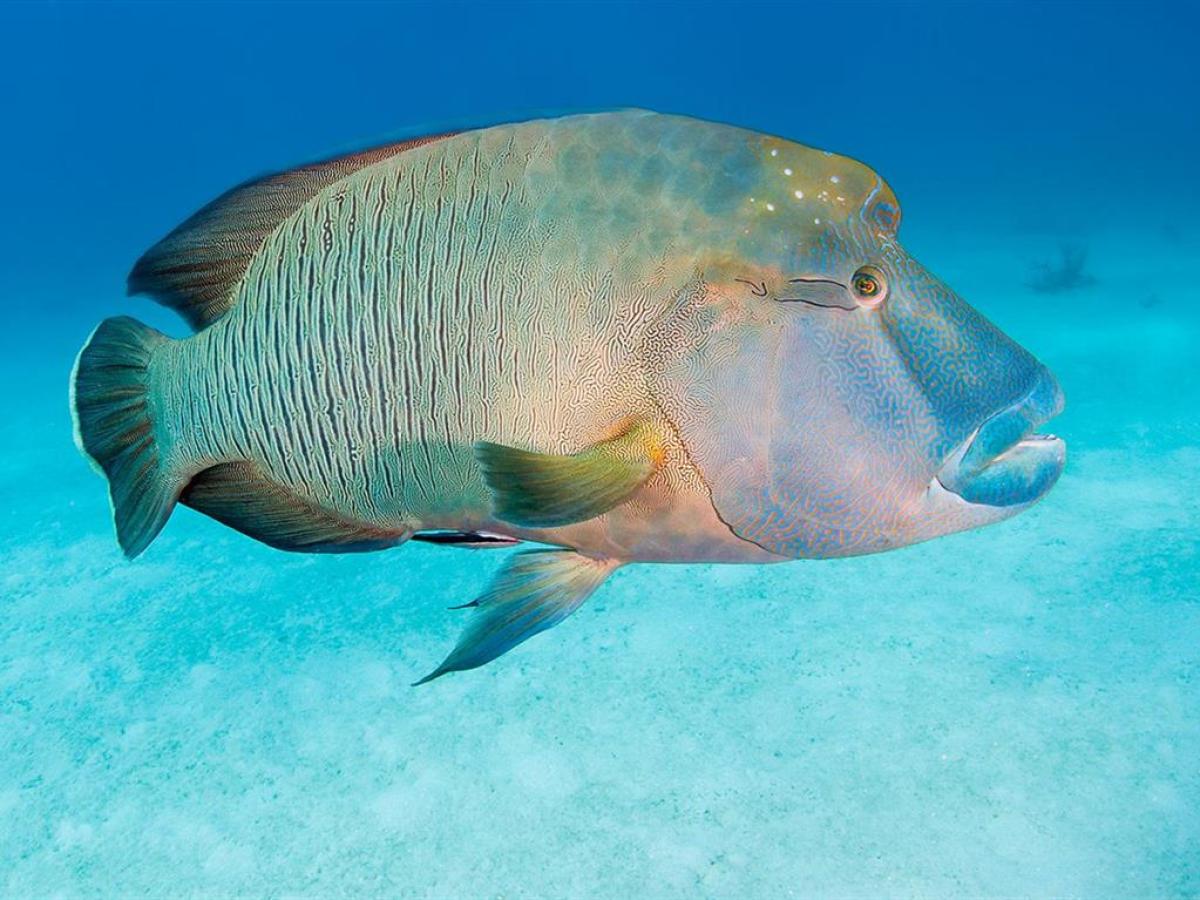 a fish swimming under water