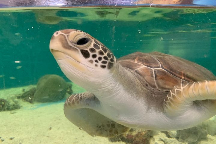 a turtle swimming under water