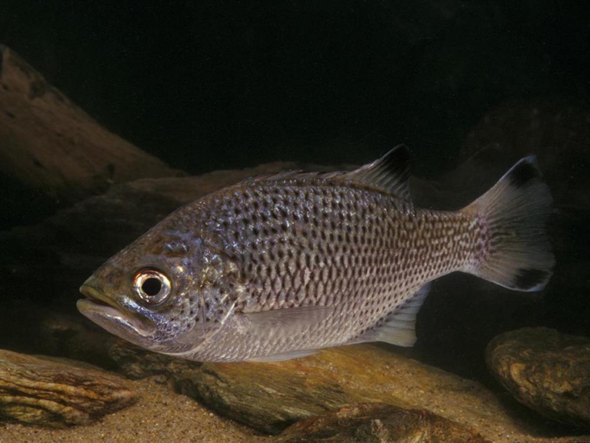 a fish swimming under water
