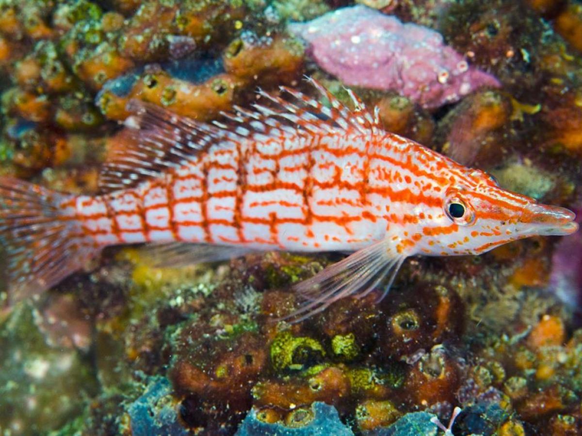 a fish swimming under water
