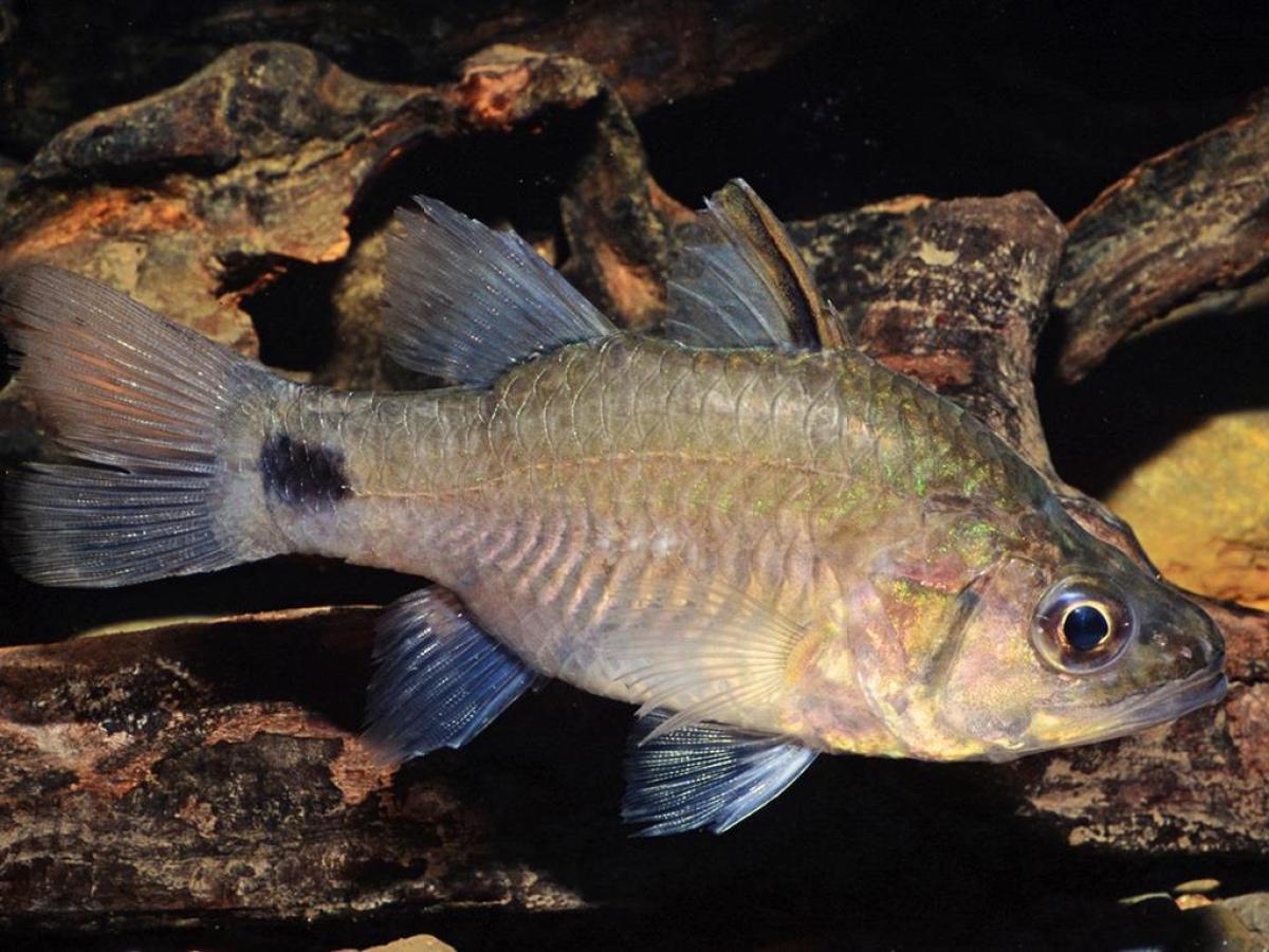 a close up of a fish