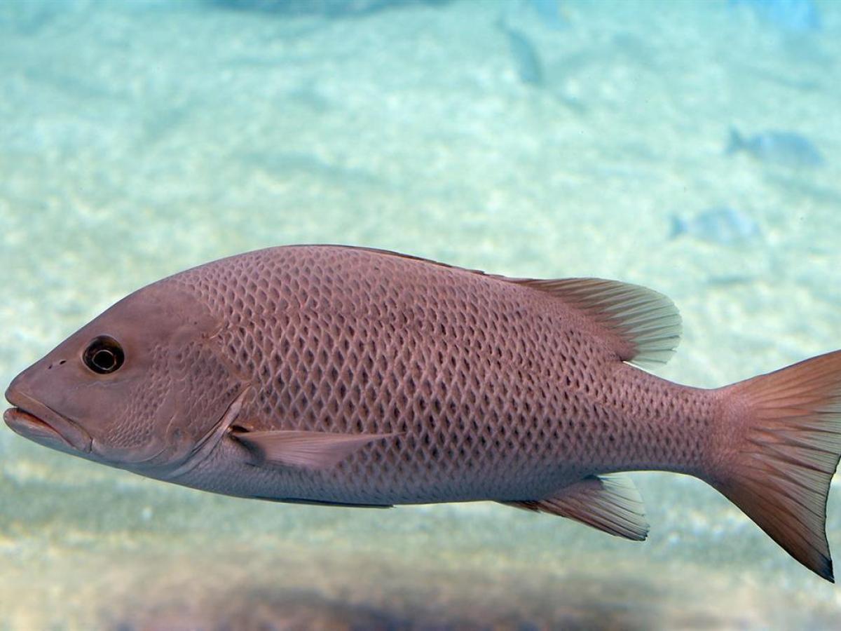 a fish swimming under water