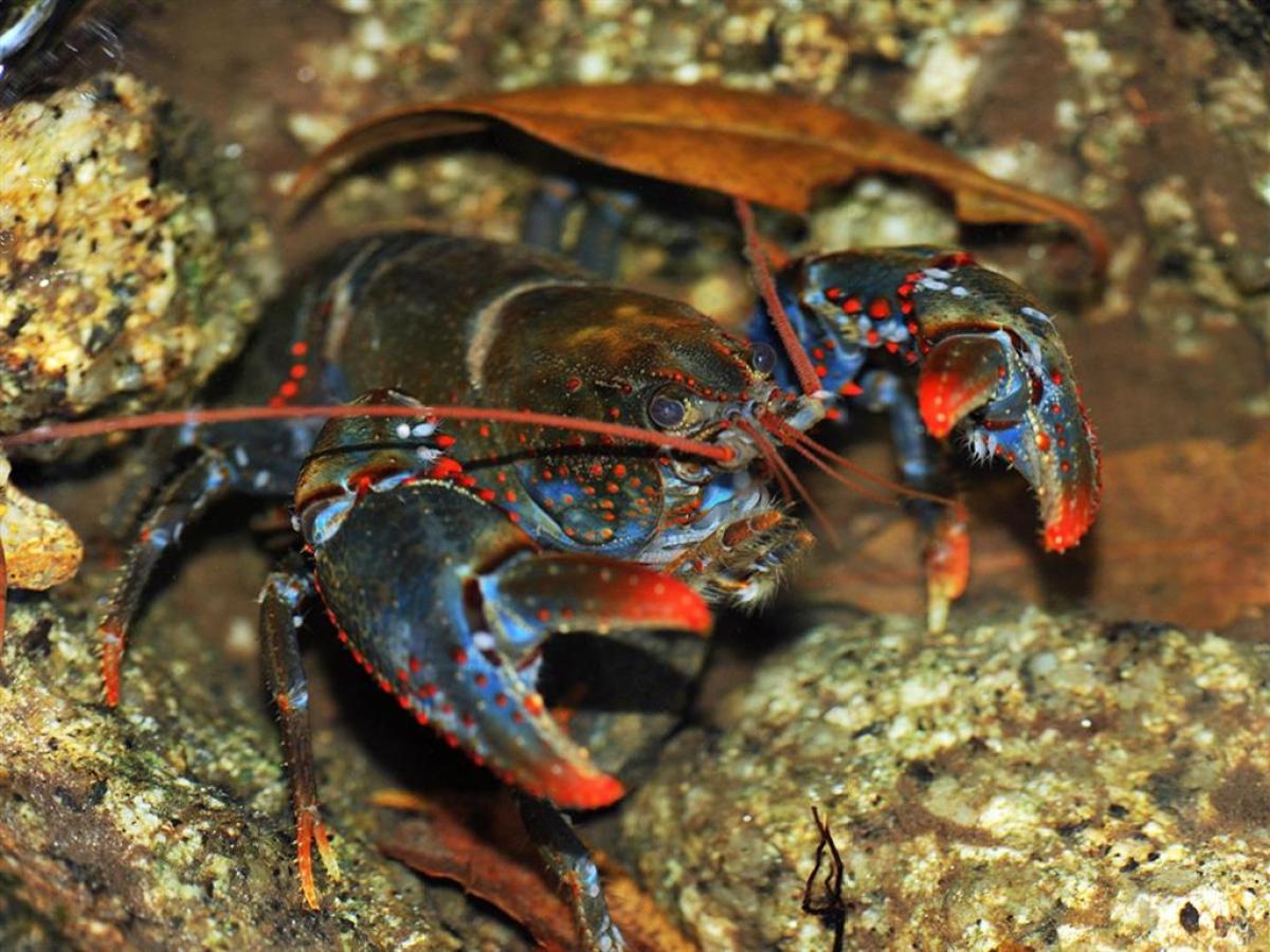 a close up of an animal