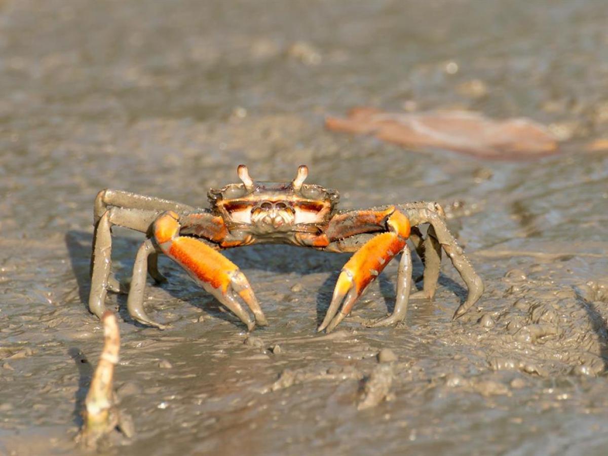 a crab on a beach