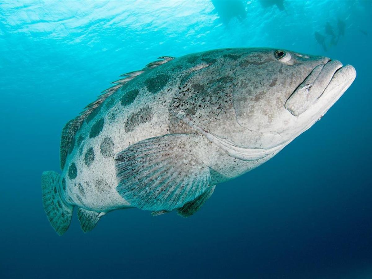 a turtle swimming under water