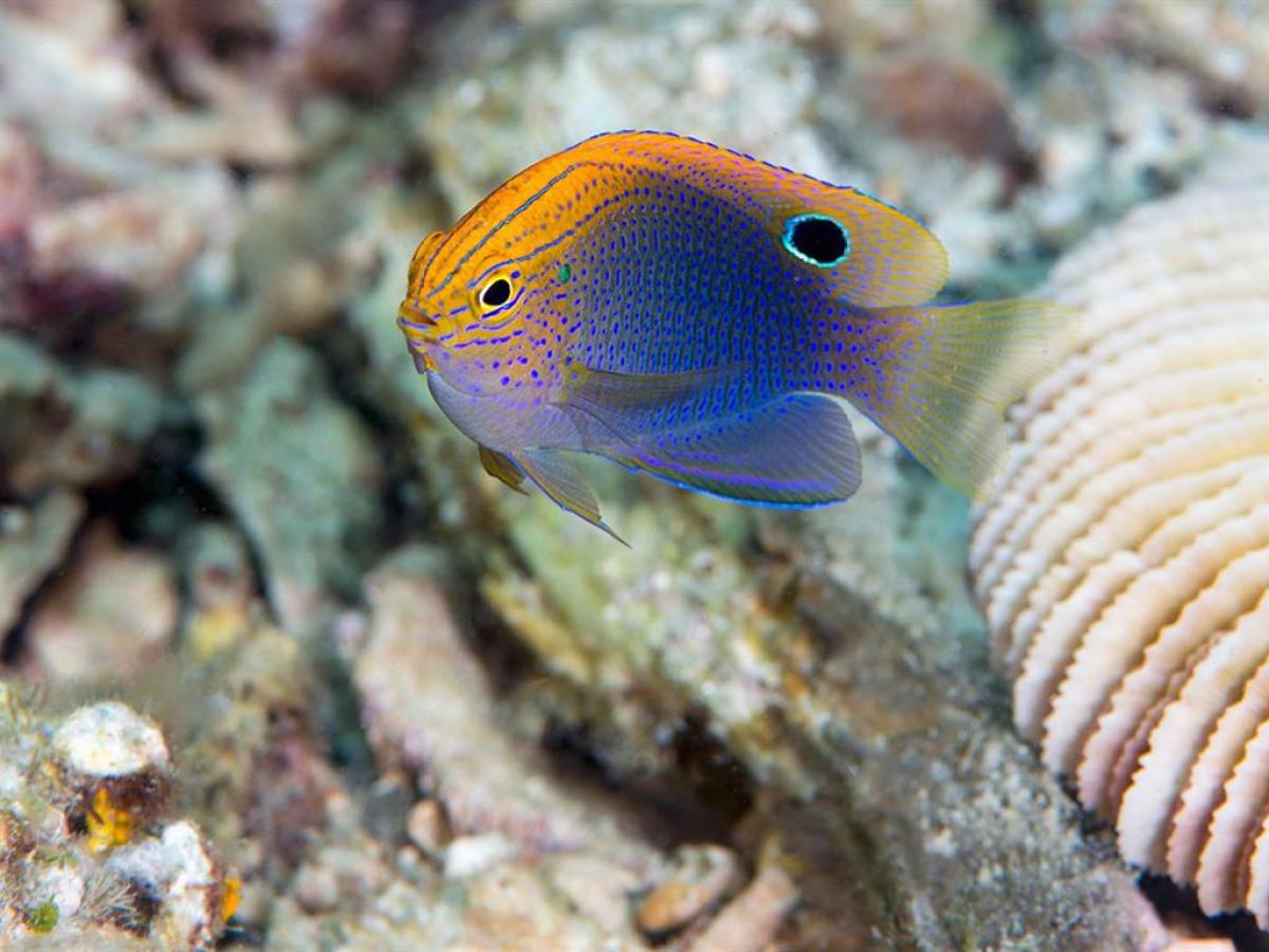 a close up of a fish