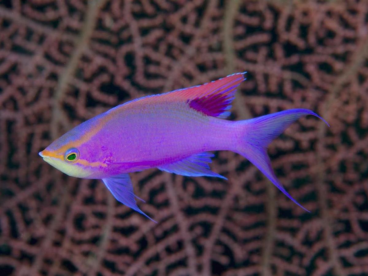 a close up of a fish