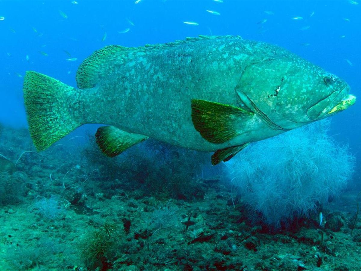 a fish swimming under water