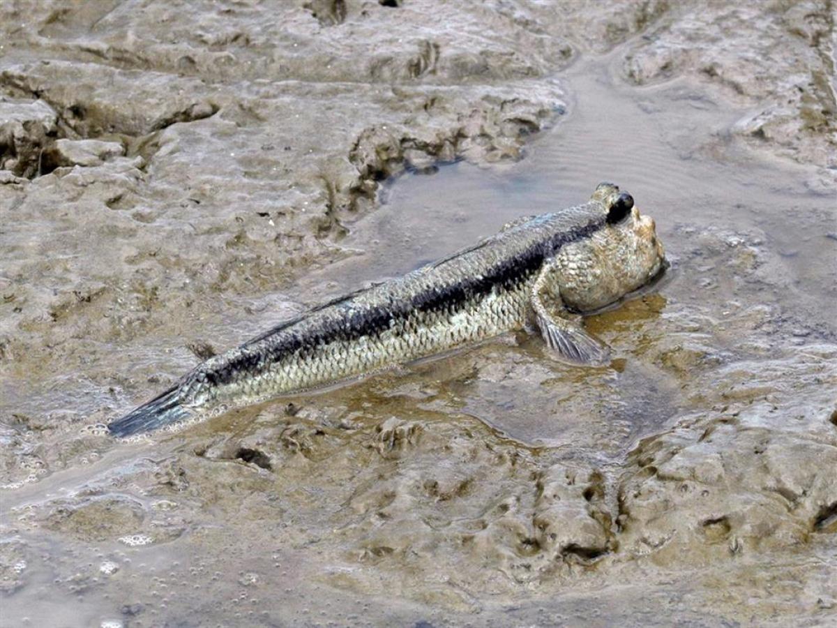 a reptile on a sandy beach next to a body of water