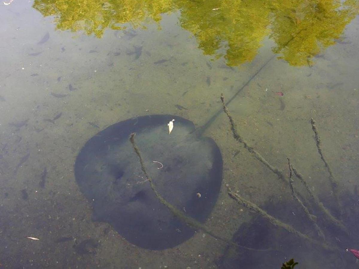 a close up of a pond