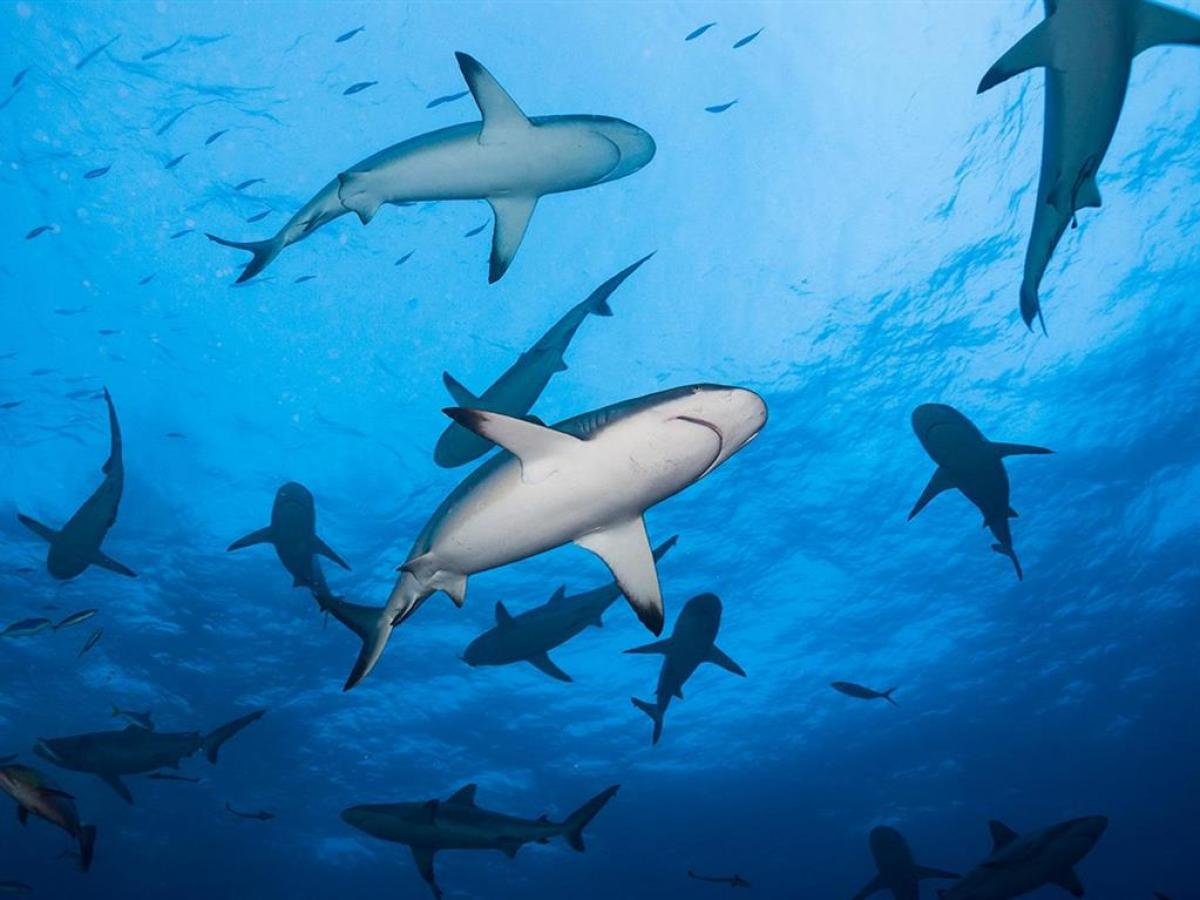 a group of fish in the water