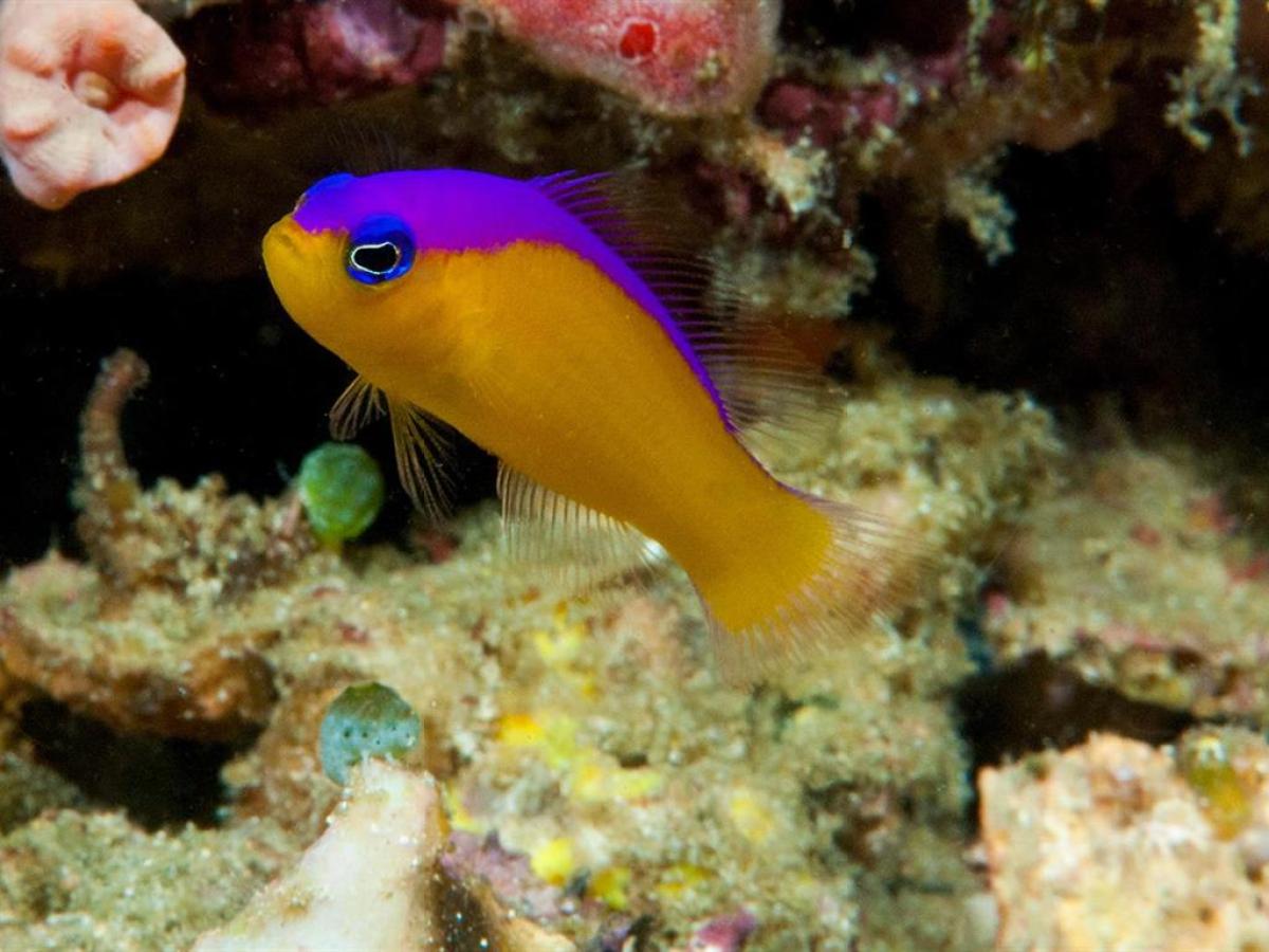 a close up of a fish