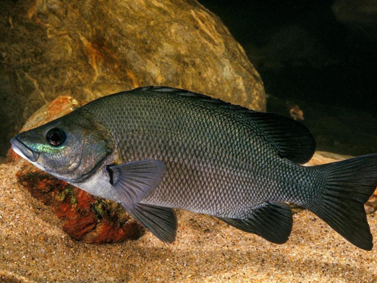 a close up of a fish