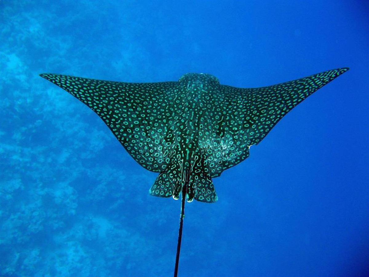 a fish swimming under water