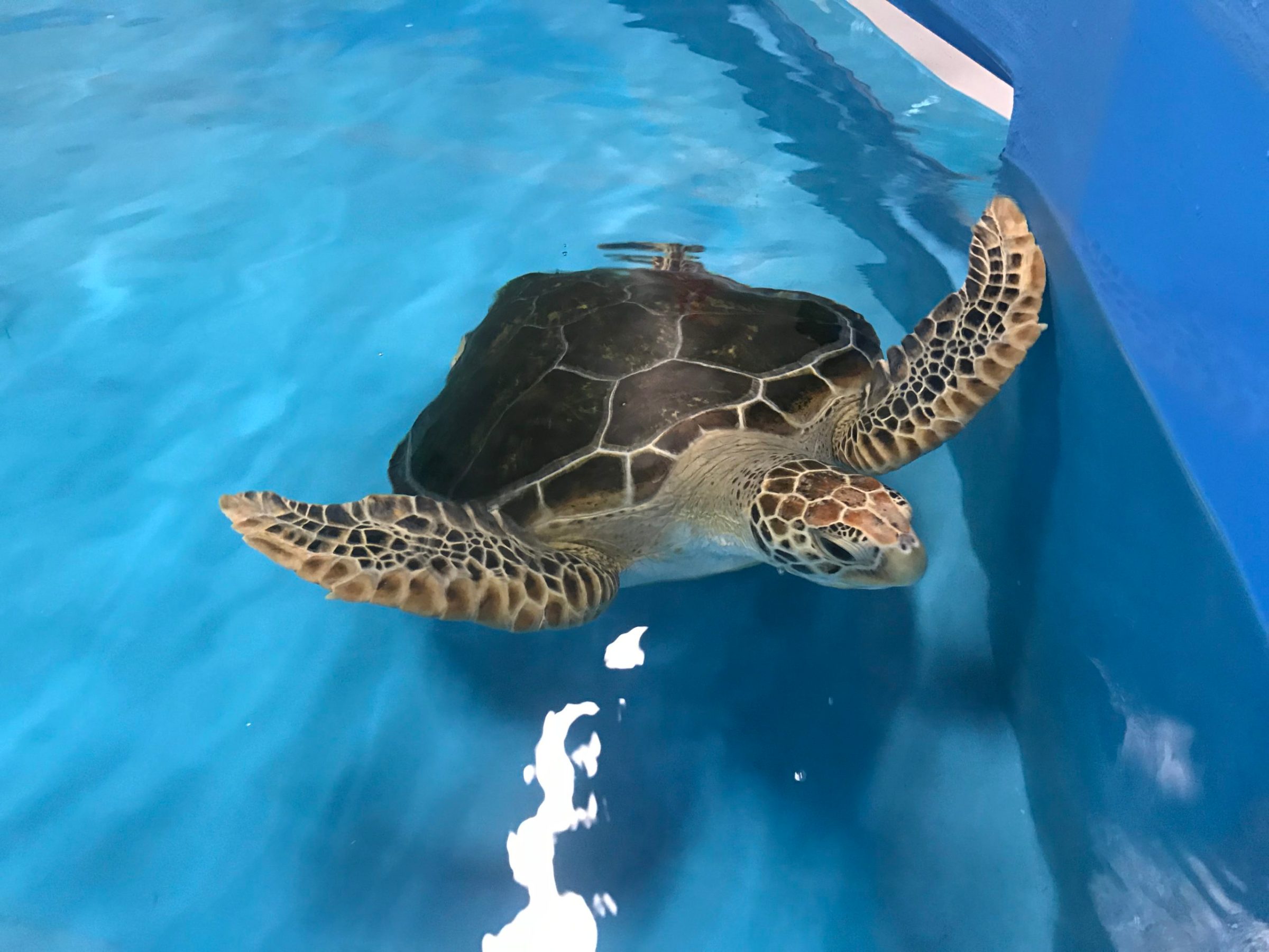 a turtle swimming under water