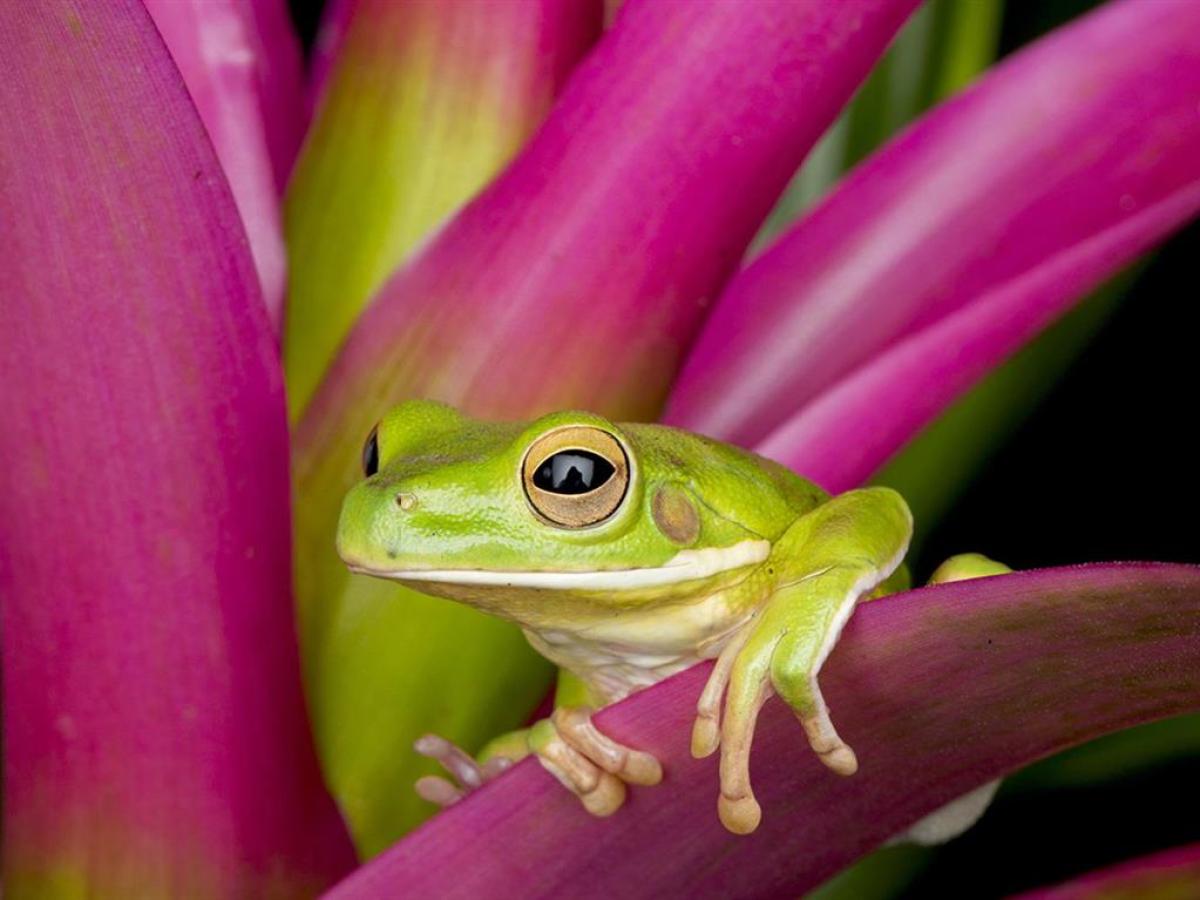 a frog sitting on a pink flower with green leaves