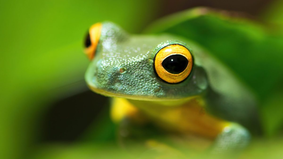 Sunrise Tour a close up of a frog
