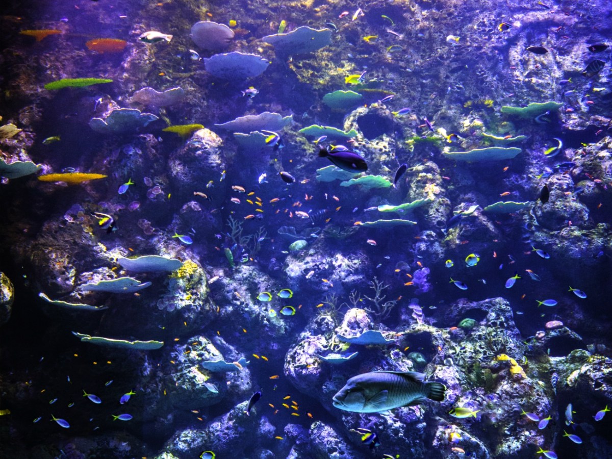 Silhouette of person admiring large aquarium with colorful fish and rocks, illuminated in purple light.