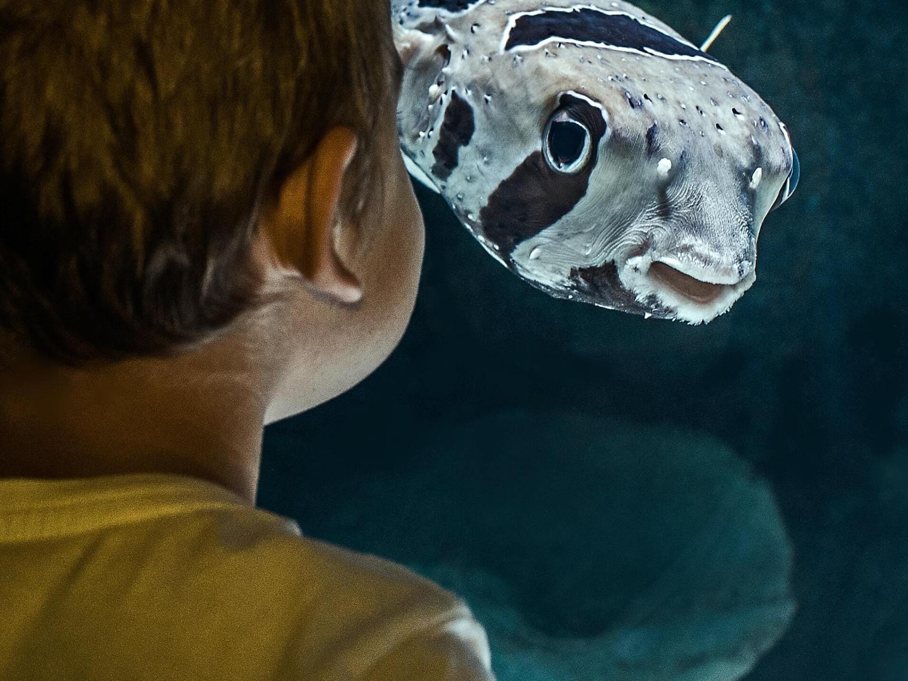 Child looking at a pufferfish in an aquarium setting.