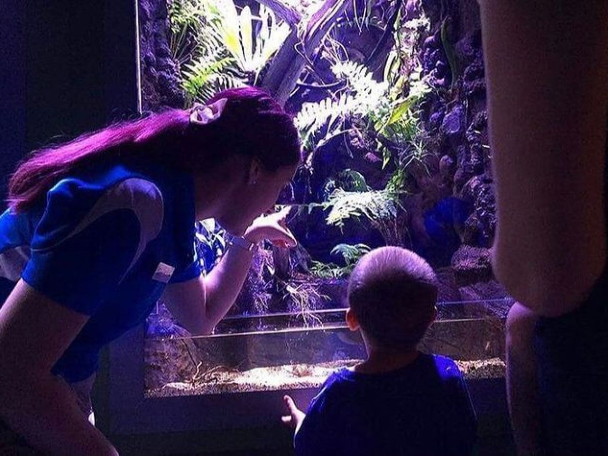 Person and child looking at an aquarium with ferns and a light